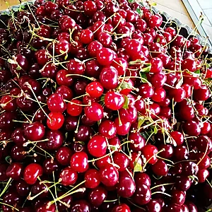هایپر میوه ترنج