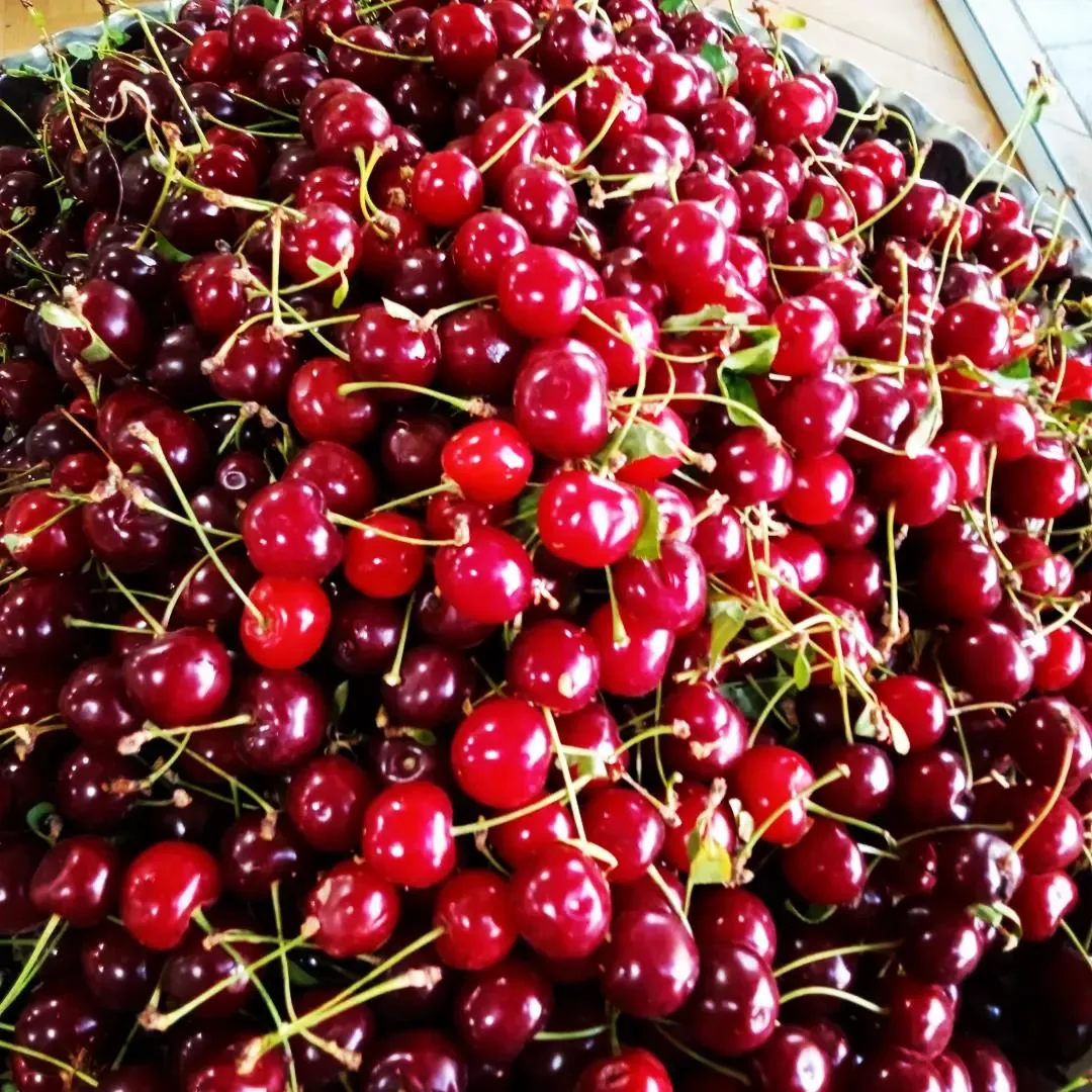 هایپر میوه ترنج