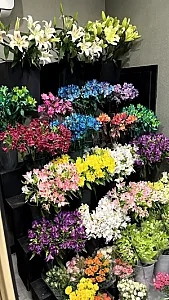 گل رومی