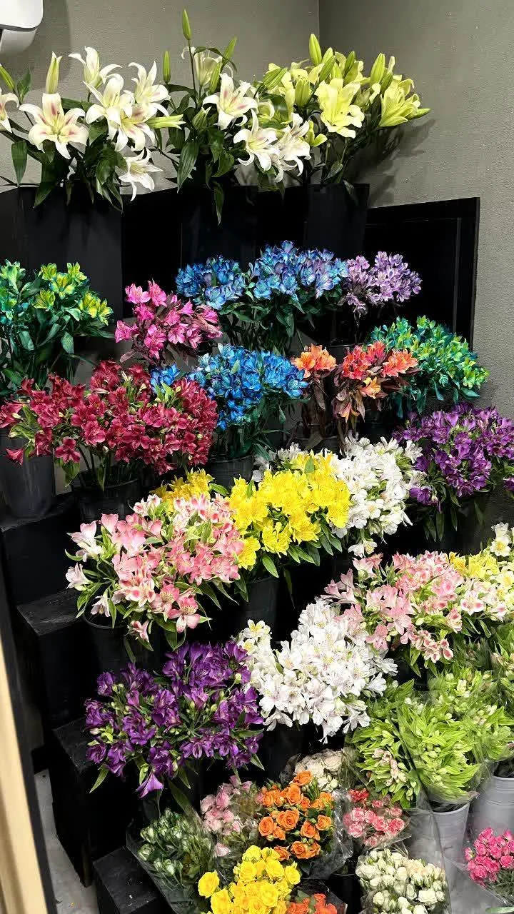 گل رومی