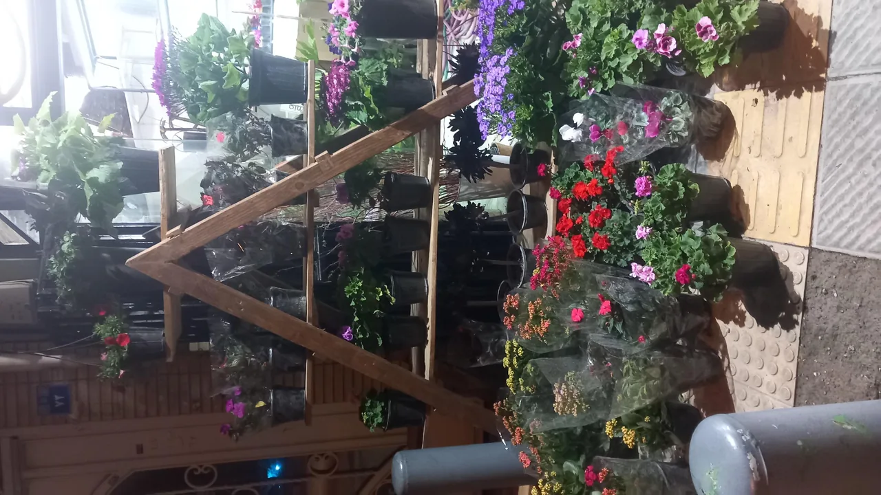 گل رومی - تصویر 6