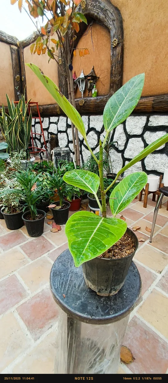 گل فروشی - تصویر 6