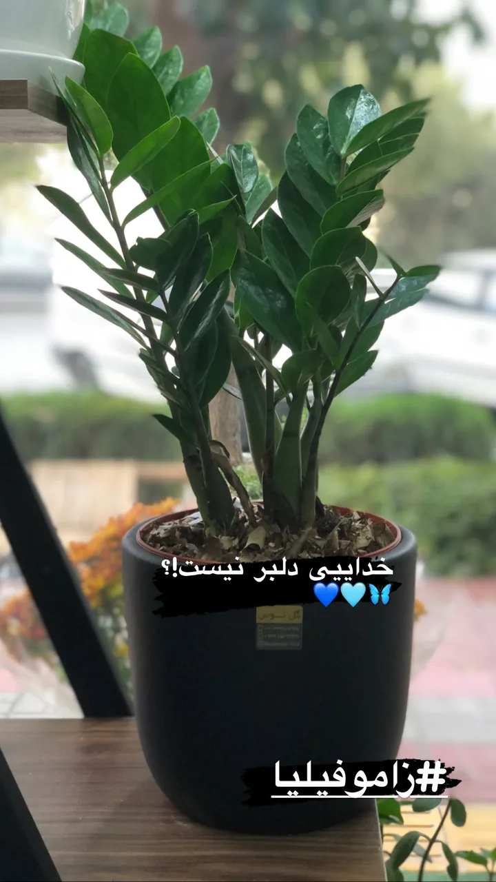 گل فروشی توس - تصویر 6