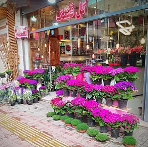 گل قشنگ اصفهان