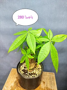 گلسرای شایانفر