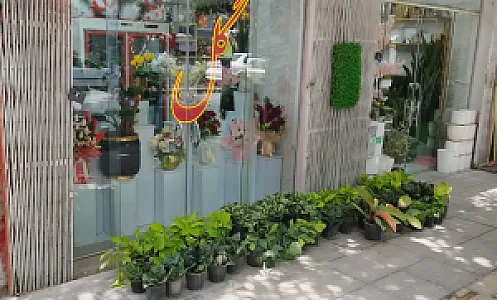 گل ضُحی