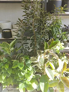 گلسرای مریم