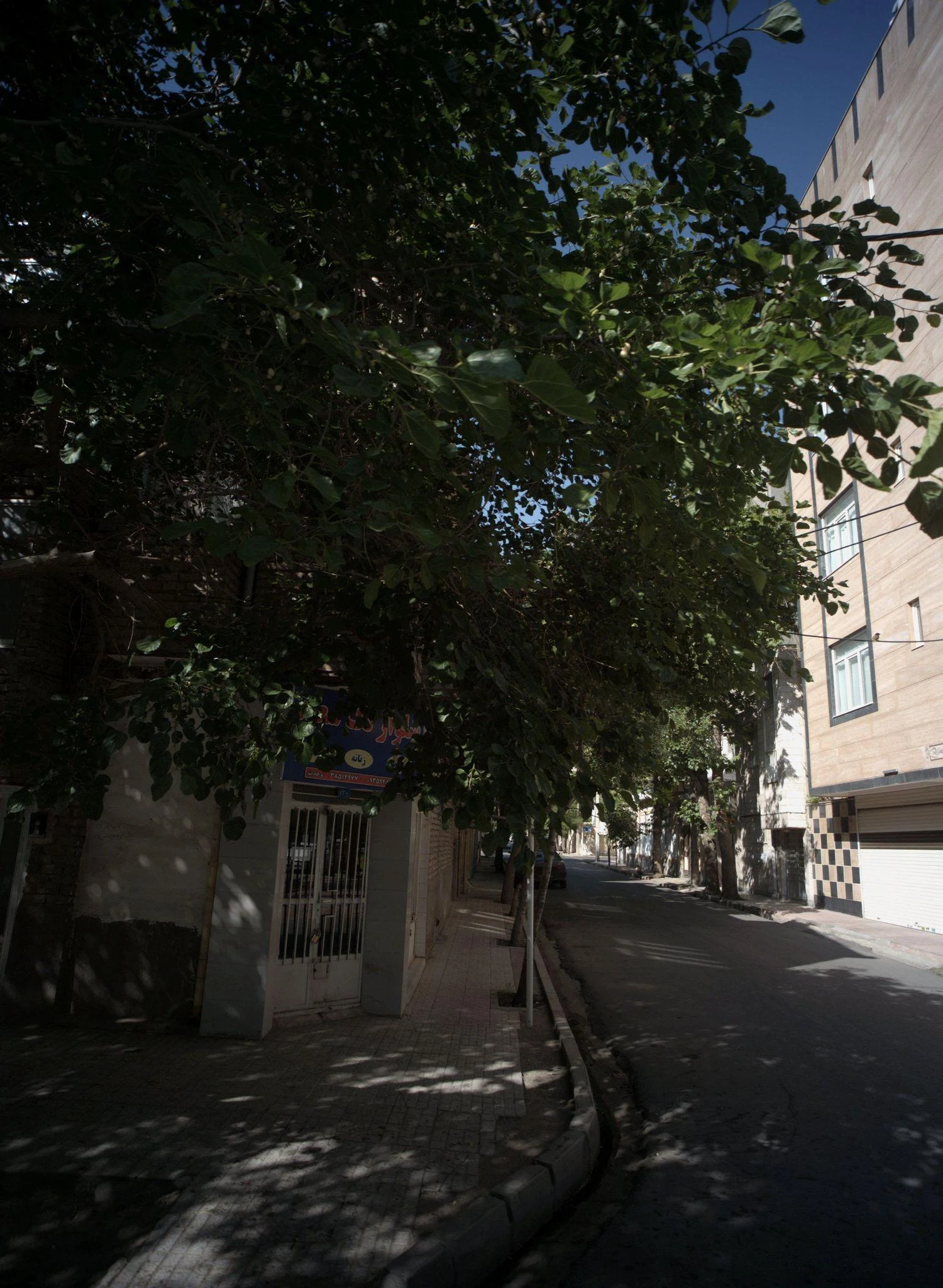 شلوار تک