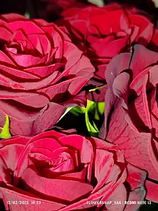 گُلفروشیِ یاس