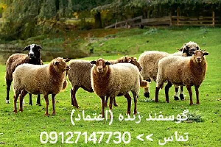 گوسفند زنده برادران شکری