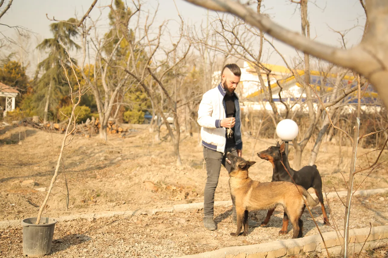 مربی تربیت سگ شفق دیوان پور - تصویر 3