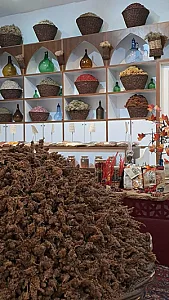 گیاهان دارویی شلیرا