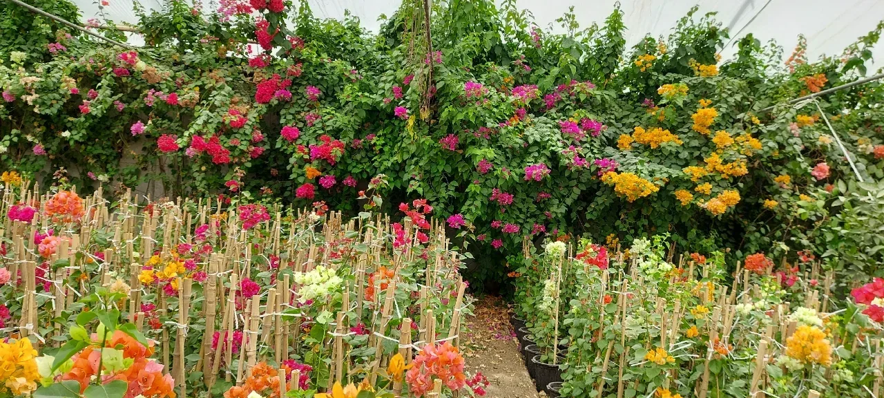 شرکت تولیدی کشاورزی قائم رز سپاهان - تصویر 2