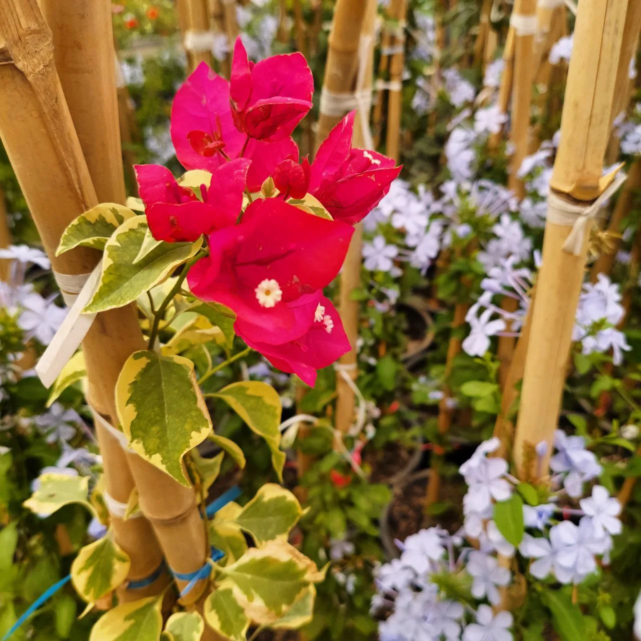 شرکت تولیدی کشاورزی قائم رز سپاهان - تصویر 3