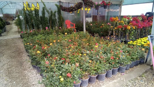 موسسه تولیدی کشاورزی فرهاد