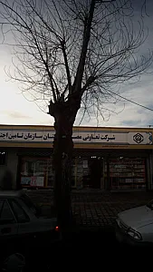 شرکت تعاونی مصرف کارکنان سازمان تامین اجتماعی