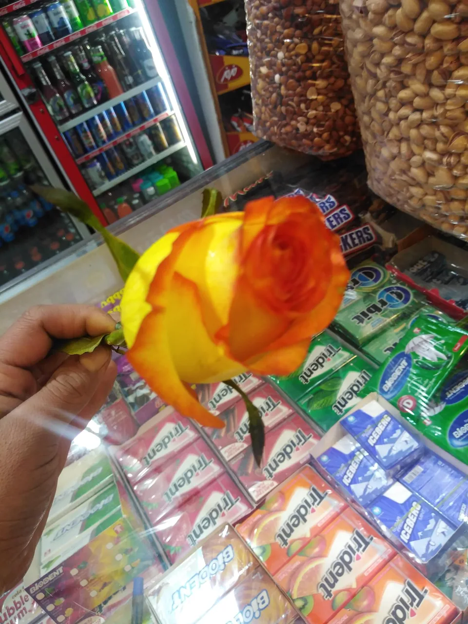 سوپر آریانا - تصویر 2