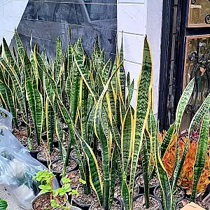 گلباغ کلبه قم