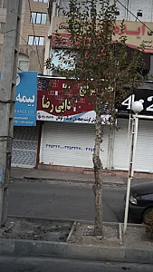 جگرسرای دایی رضا