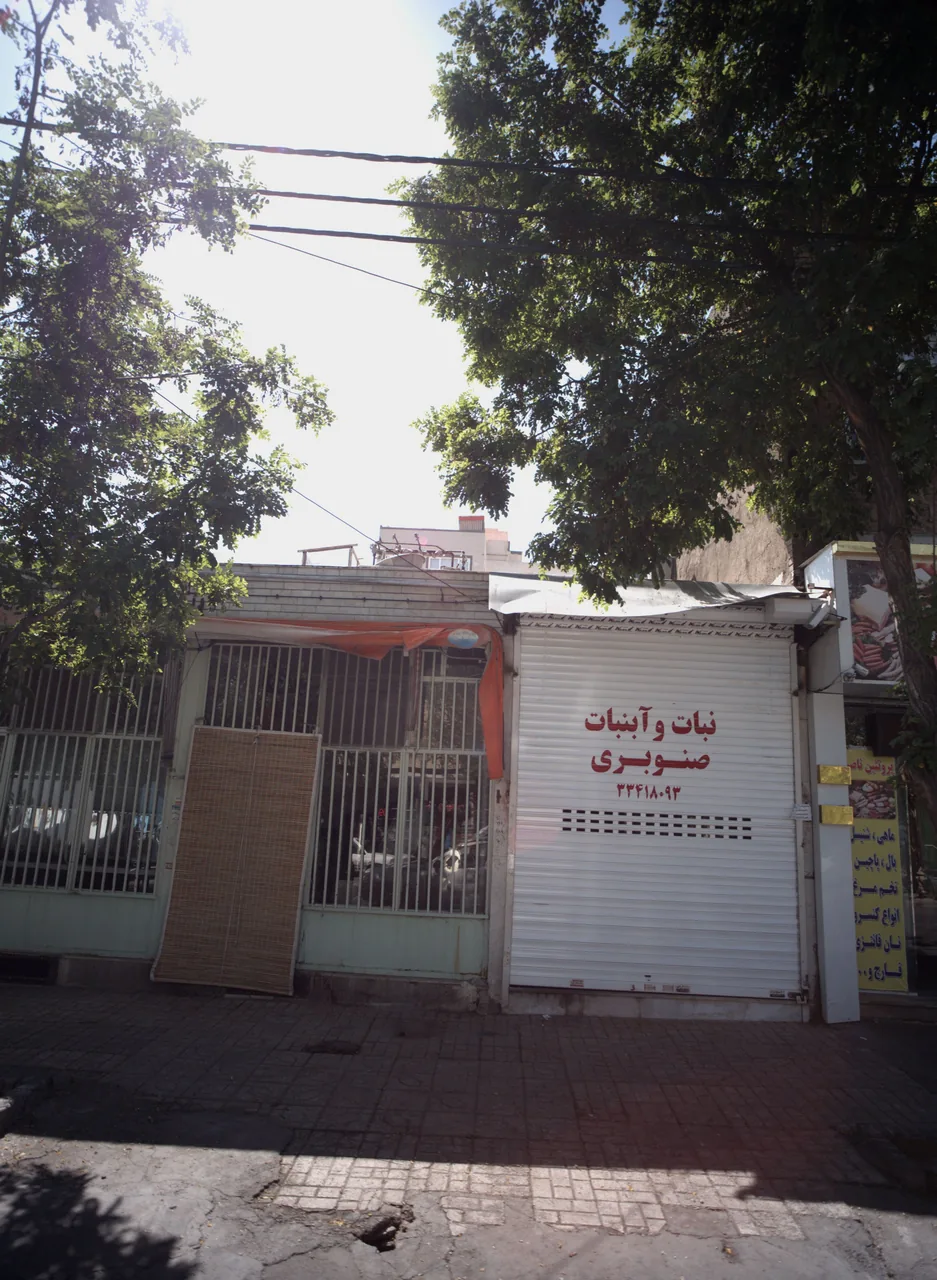 نبات و آبنبات صنوبری