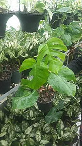 گلخانه زربانو