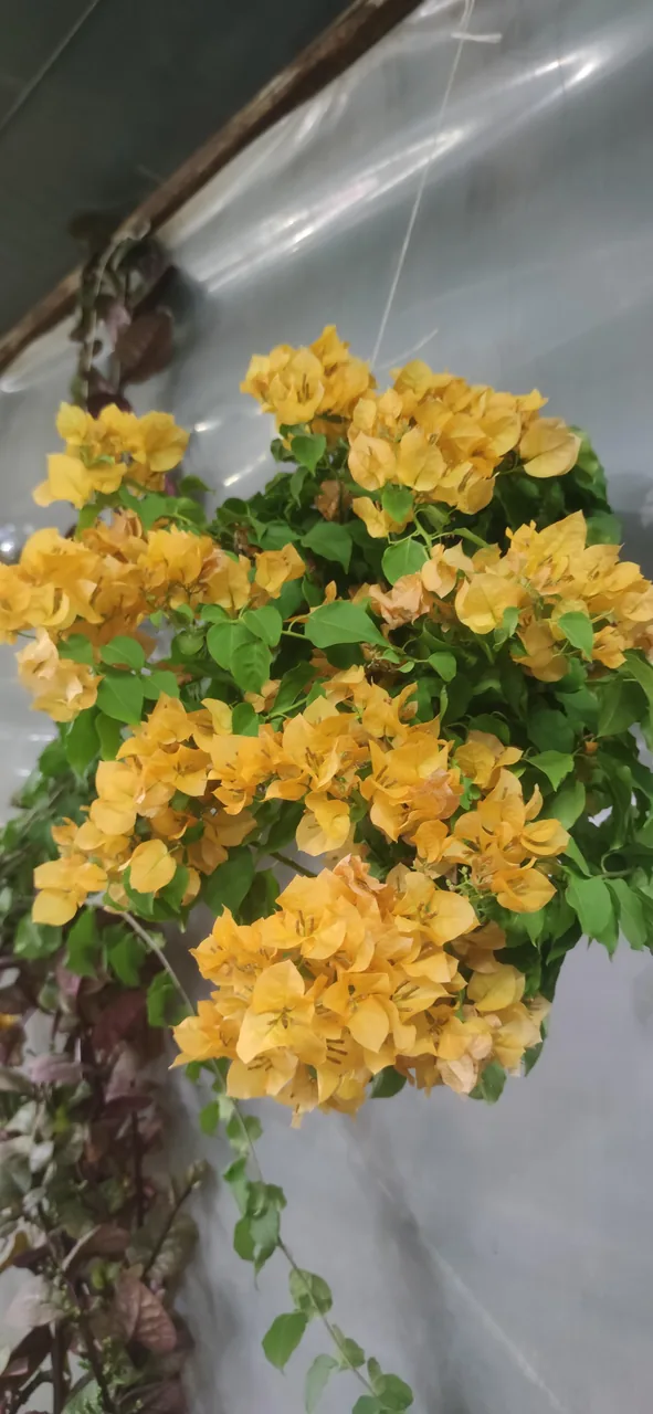 باغ رستوران باغ به