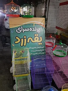 پرنده سرای یقه زرد
