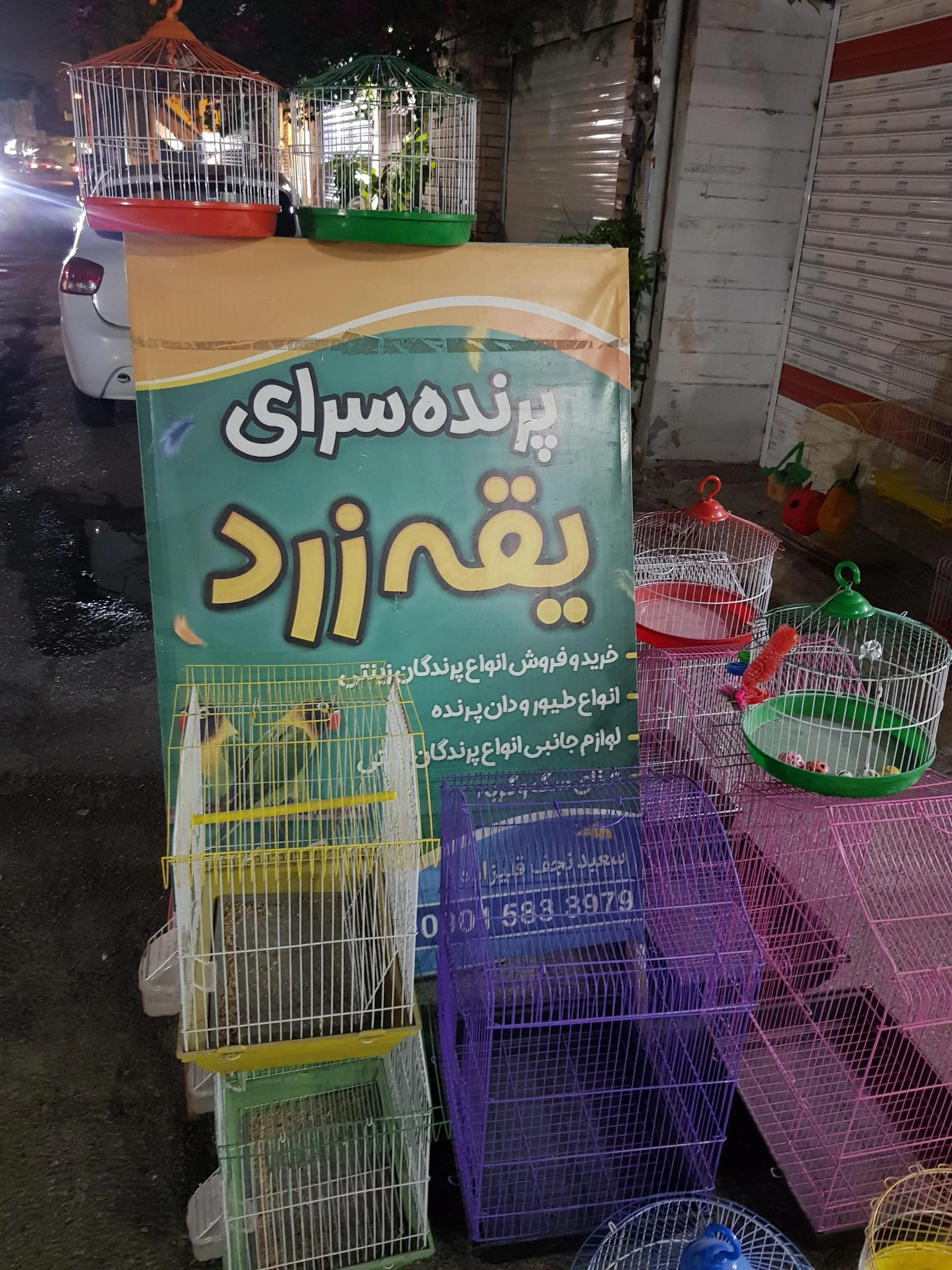 پرنده سرای یقه زرد