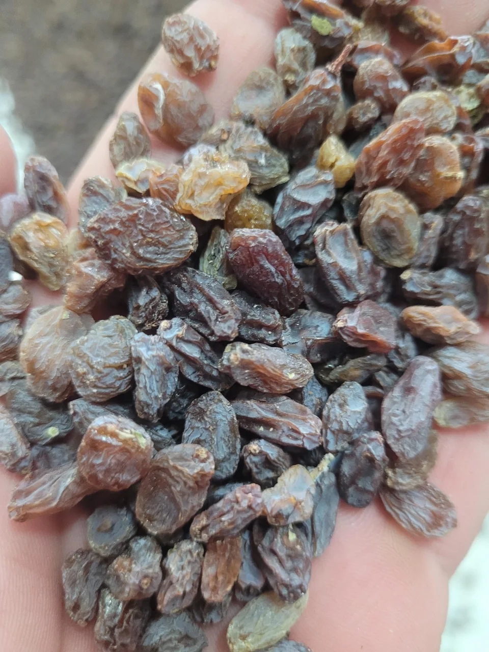 پخش خشکبار عرش - تصویر 3