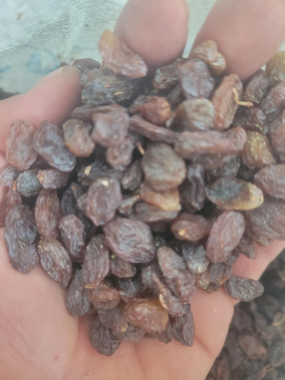 پخش خشکبار عرش - تصویر 4