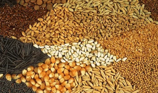 خوراک پرنده عسگری