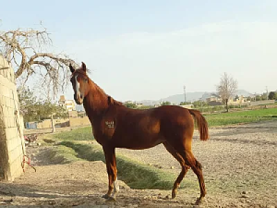 مجموعه پرورش اسب عراقی