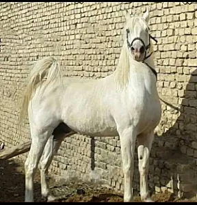 مجموعه پرورش اسب زرین رهنان