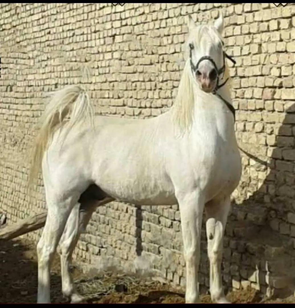 مجموعه پرورش اسب زرین رهنان