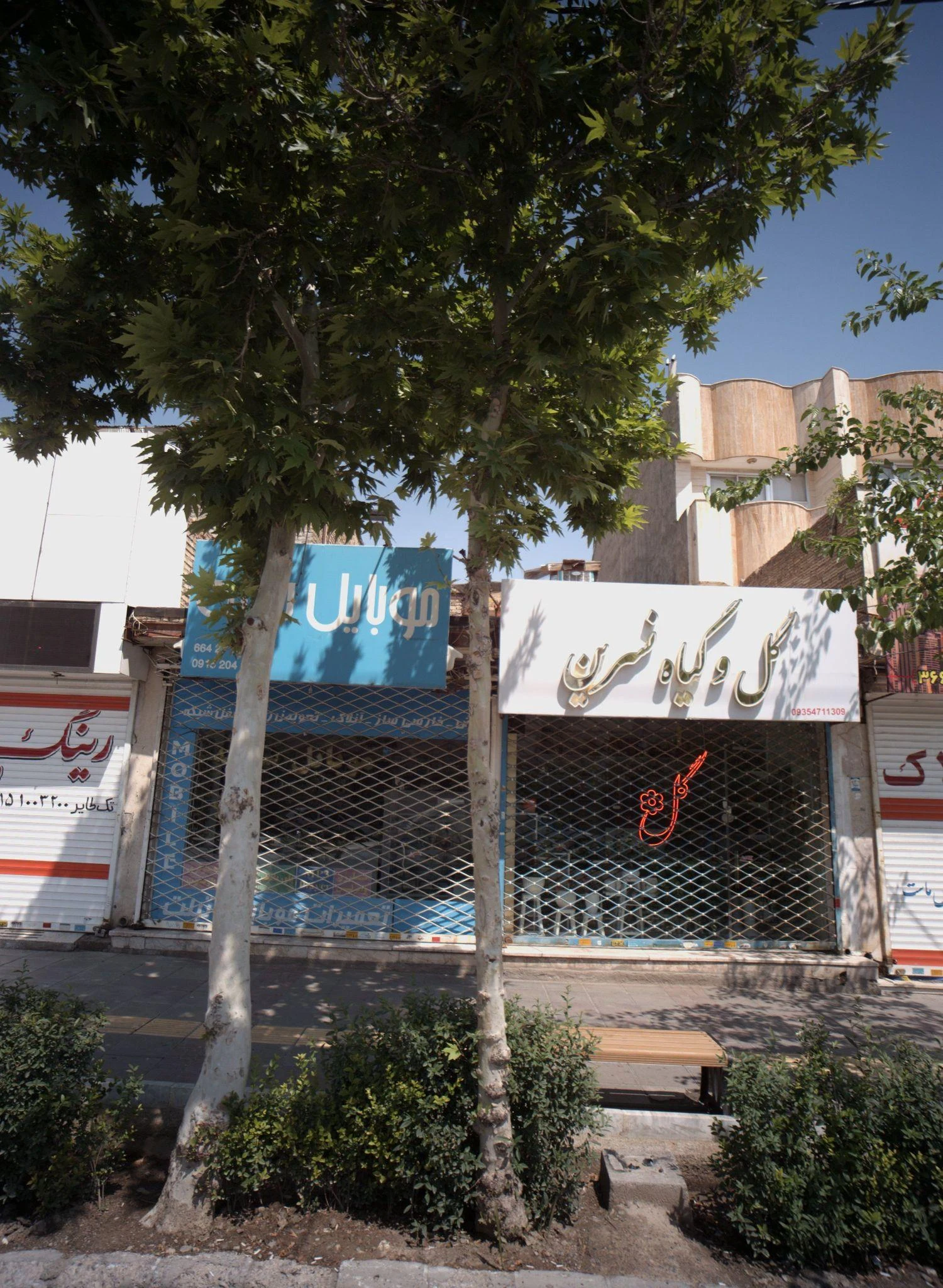 گل و گیاه نسرین