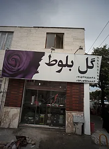 گل بلوط