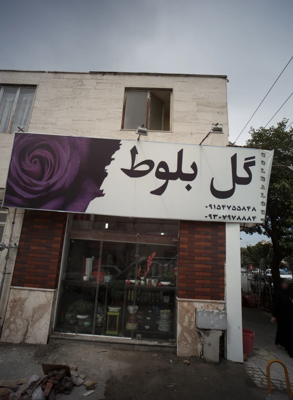 گل بلوط