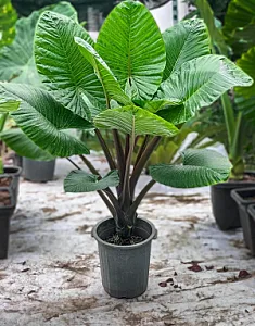 گل و گیاه ناصری