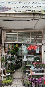 گیاهان آپارتمانی