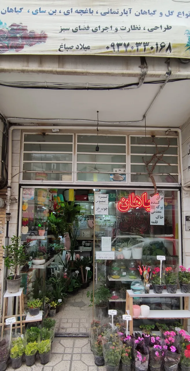 گیاهان آپارتمانی