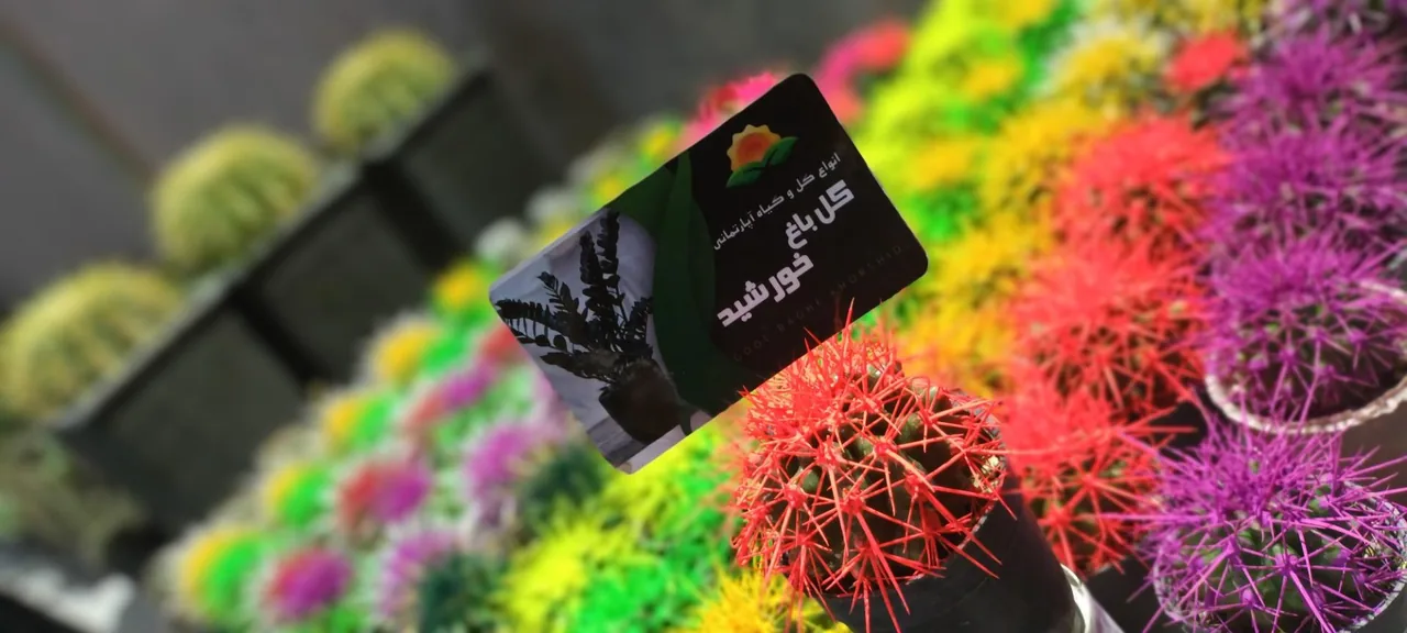 گل باغ خورشید - تصویر 3