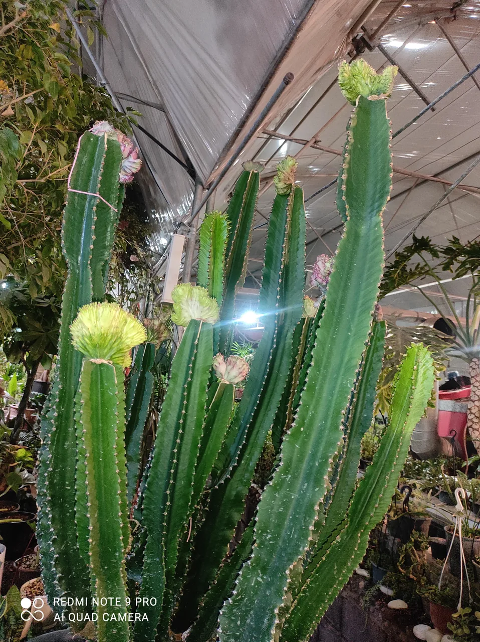 باغ گل وگیاه فردوس
