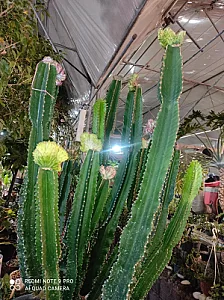 باغ گل وگیاه فردوس