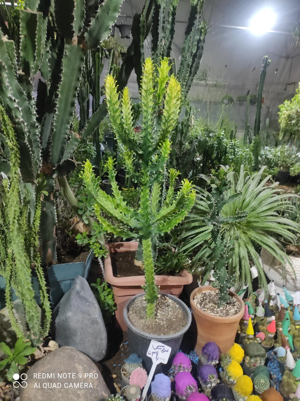 باغ گل وگیاه فردوس - تصویر 2