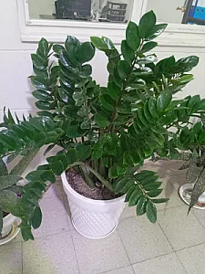 گل گیاه برگ سبز
