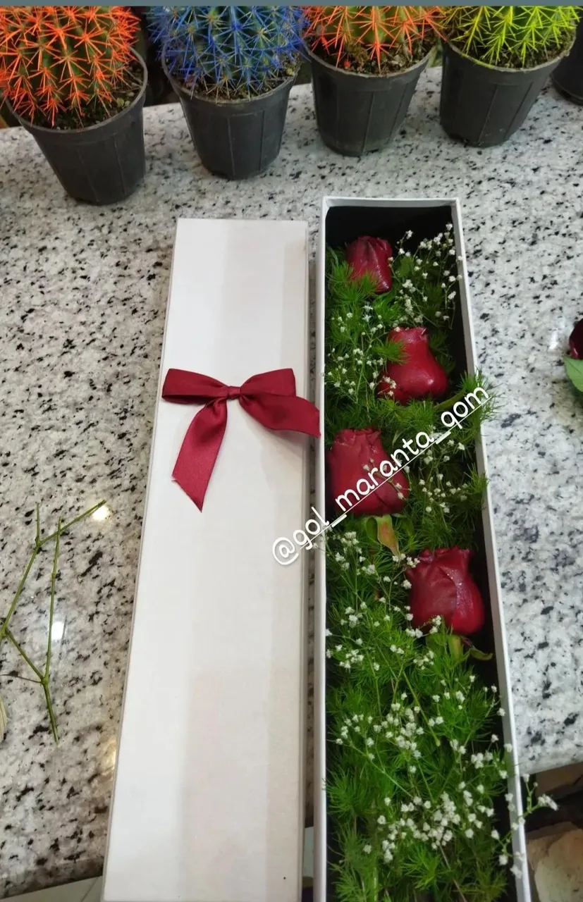 گل فروشی مارانتا - تصویر 4