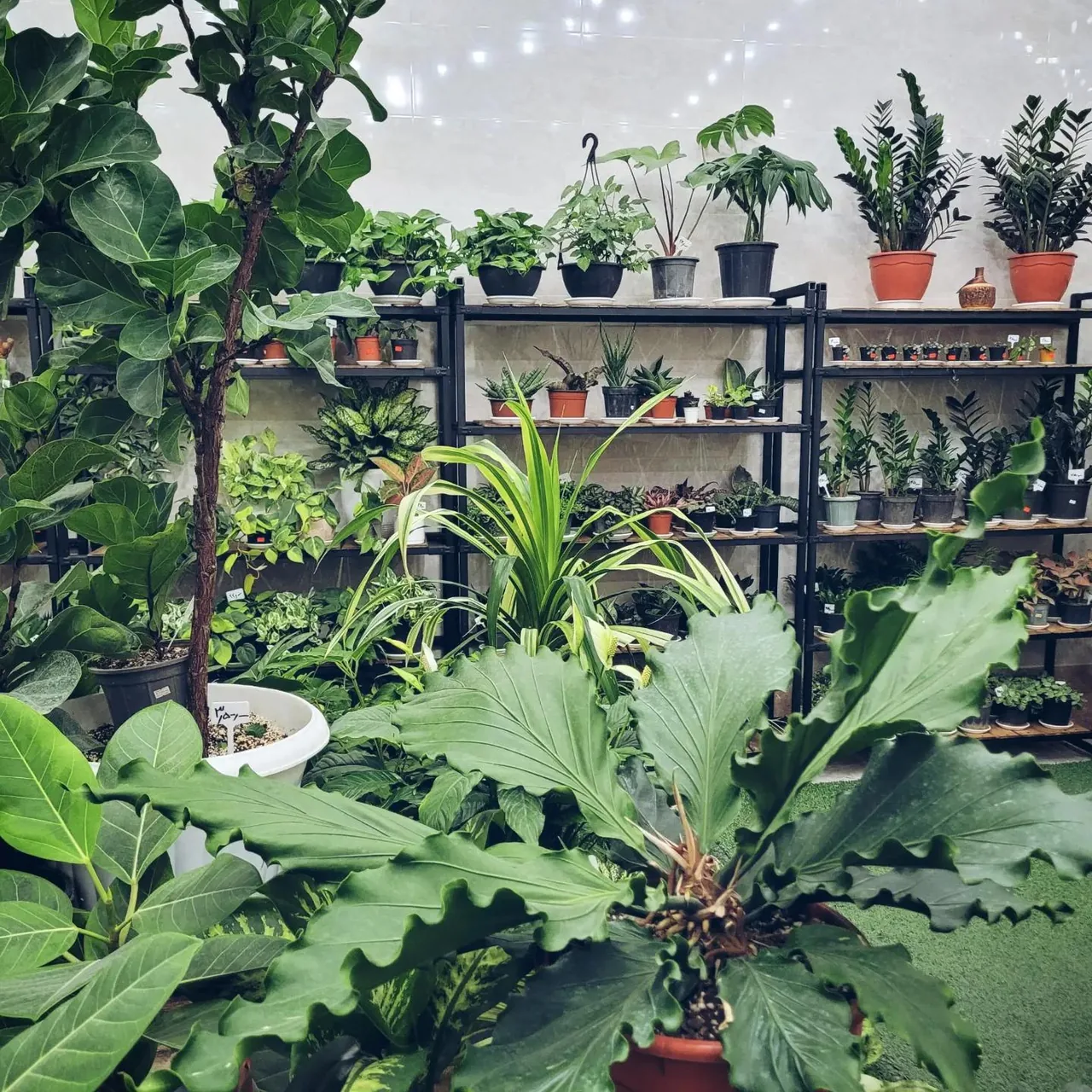 فروشگاه تخصصی گل در خانه - تصویر 4