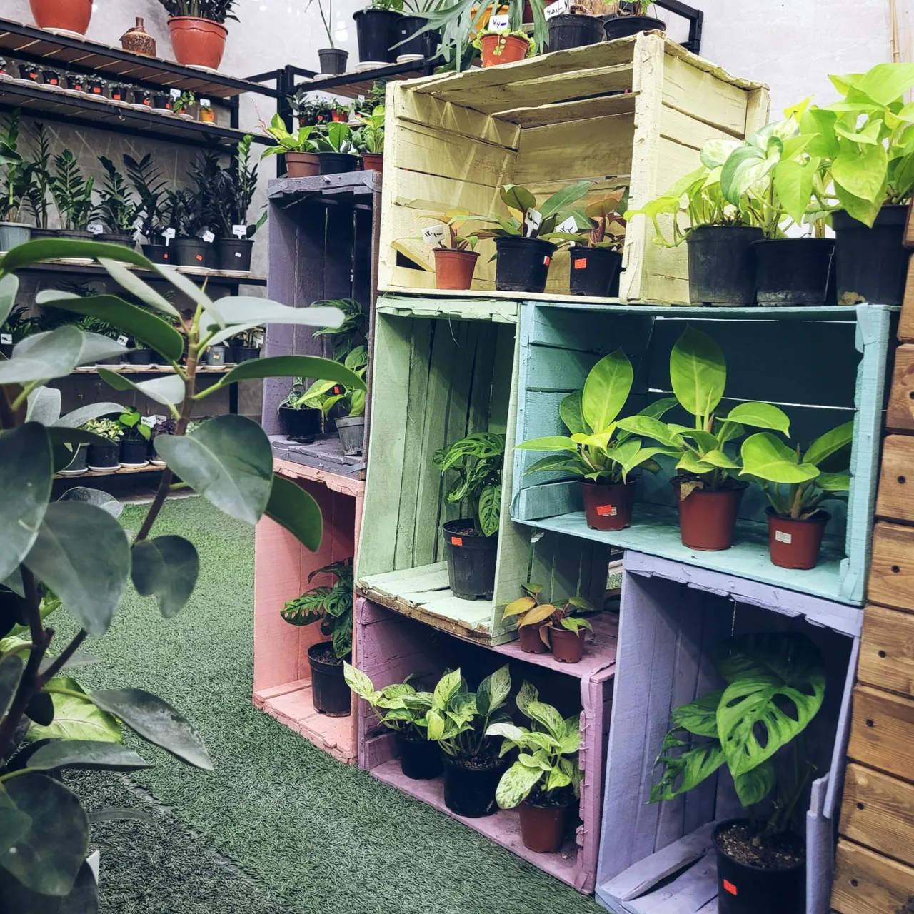 فروشگاه تخصصی گل در خانه - تصویر 5