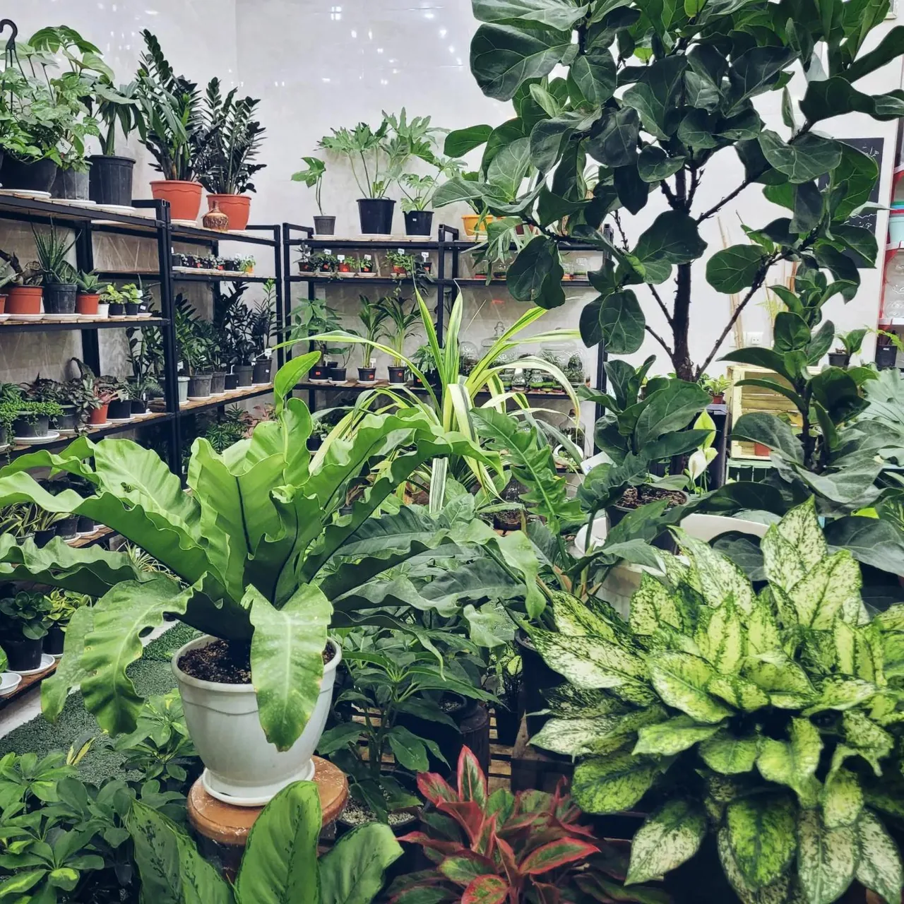 فروشگاه تخصصی گل در خانه - تصویر 6