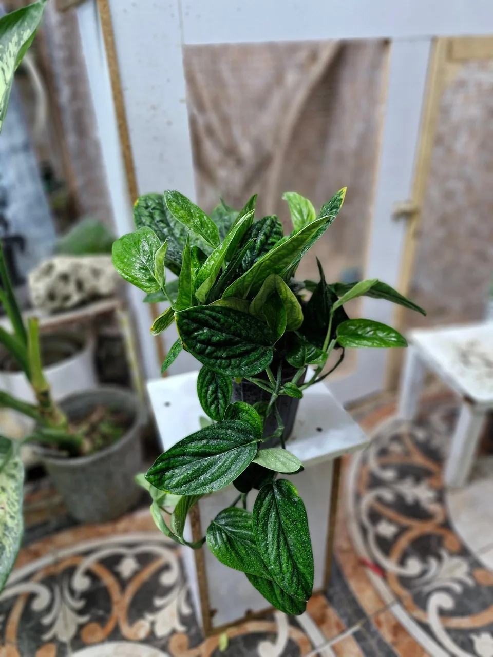 گلخانه سبزکوش - تصویر 2
